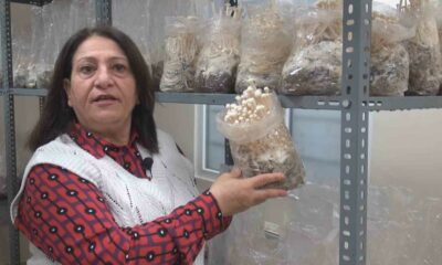 ESOGÜ’de enoki mantarı yetiştiriliyor