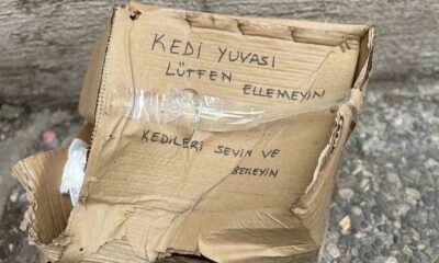 ‘Lütfen Ellemeyin’ notu da fayda etmedi: Kedi yuvası tahrip edildi