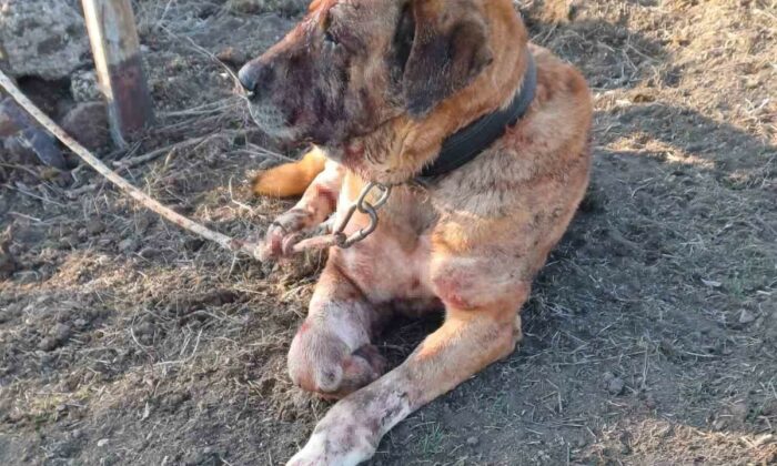 Yasa dışı köpek dövüşüne JASAT ’dur’ dedi