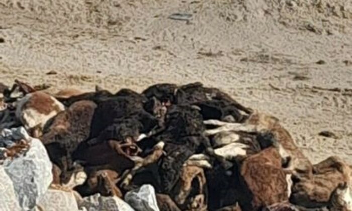 Kütahya’da 35 büyükbaş hayvan telef olmuş halde bulundu