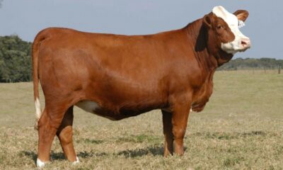 Eskişehir’de Kırsalda Bereket, Hayvancılığa Destek Projesi’ne yoğun ilgi