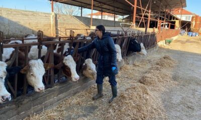 Büyükbaş hayvanlara yönelik şap aşısı çalışması başlatıldı