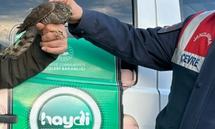 Nesli tehlikede olan yaralı atmacayı jandarma kurtardı