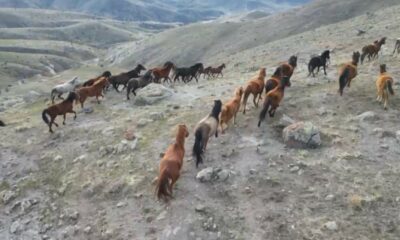 (ÖZEL) Soğuk havada yiyecek arayan yılkı atları köylere kadar indi
