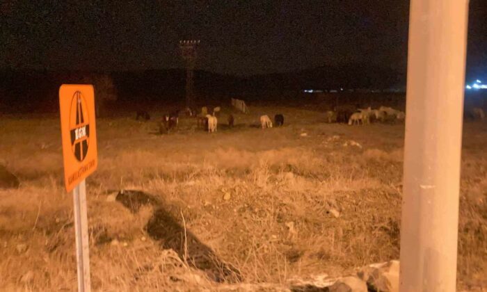 Kütahya’da yılkı atları şehir merkezine indi