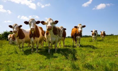 Tarım İlçe Müdürlüğü’nden Şap Hastalığı uyarısı