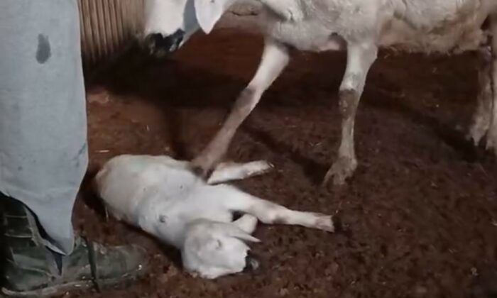 Koyun, ölen yavrusuna ön ayaklarıyla masaj yaparak kurtarmaya çalıştı