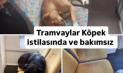 Tramvaylarda Köpek istilası