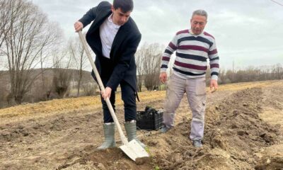 Dumlupınar’da böğürtlen fideleri toprakla buluşturuldu