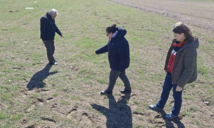 Kütahya’da tarla faresi ile mücadelede arazi kontrolleri