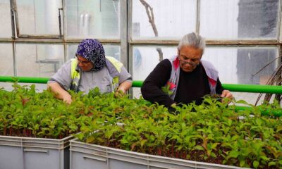 Rengarenk Tepebaşı için çiçeklerin üretimi sürüyor