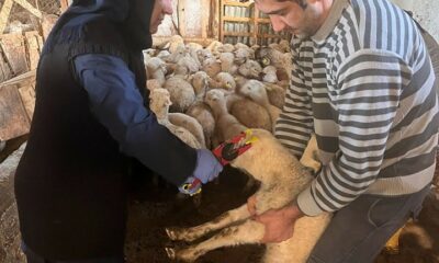 Sandıklı’da küçükbaş hayvanlar aşılanmaya başladı