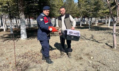 Vatandaşların bulduğu yaralı kızıl şahin koruma altına alındı