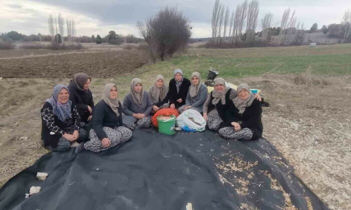 Domaniç’te ata tohumu sarımsak için harekete geçildi