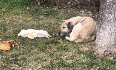 Vefalı köpek ölen dostunu yalnız bırakmadı