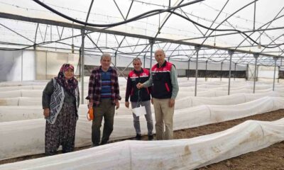 Eskişehir’de domates seralarında zararlı takibi başladı