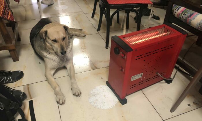 Kar ve soğuktan kaçan köpek çay ocağındaki ısıtıcının yanına uzandı