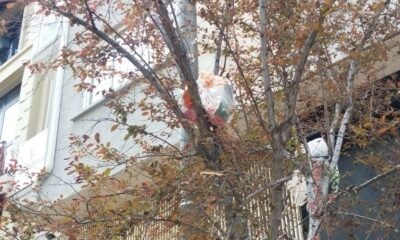 Ağaç dalları çöp açtı