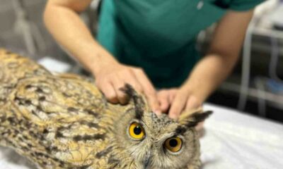 Osmaneli Belediyesi yaralı baykuşu tedavi altına aldı