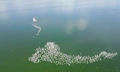Flamingolar doğanın bahara uyanışını müjdeledi