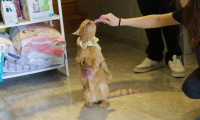 Sıkıştığı motorda bir ayağını kaybeden kediyi üniversite öğrencisi sahiplendi