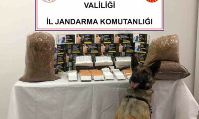 Jandarmadan kaçak makaron operasyonu