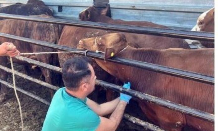Pazarlar’da ithal edilen besi hayvanlarının kontrolleri yapıldı