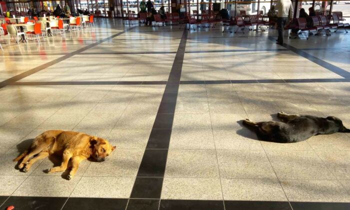 Eskişehir’de soğukta üşüyen sevimli köpekler ısınmak için otogara sığındı