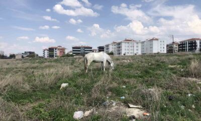 Eskişehir’de başıboş atlar