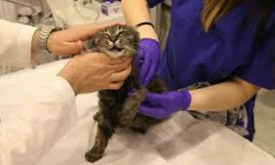 Lastikle patisi bağlanan kedi ayağını kaybedebilir