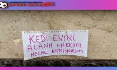 Kedi evini çalanlara hakkını helal etmedi