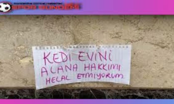 Kedi evini çalanlara hakkını helal etmedi