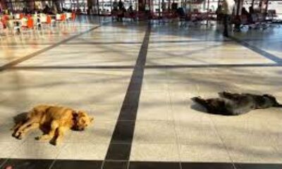 Eskişehir’de soğukta üşüyen sevimli köpekler ısınmak için otogara sığındı