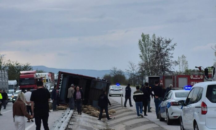 Devrilen kamyonda 53 koyun telef oldu