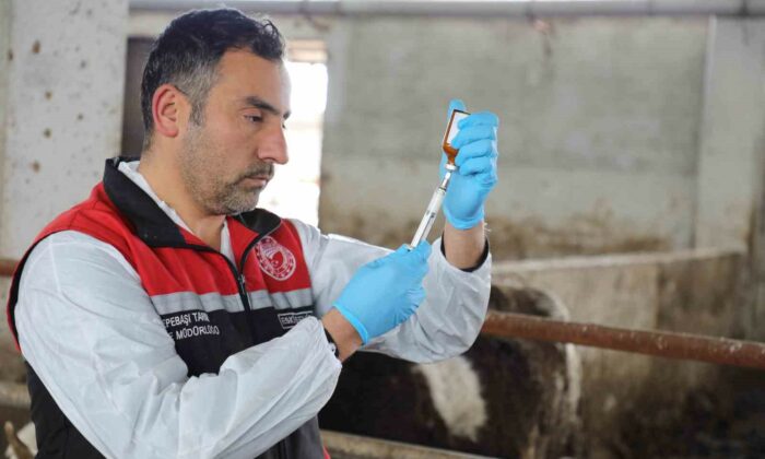 Eskişehir’de şap aşılama kampanyası yüzde 100 başarıyla tamamlandı