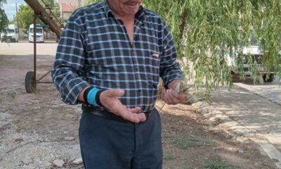 Eskişehir’de zirai don, buğday ve arpa üretimini vurdu
