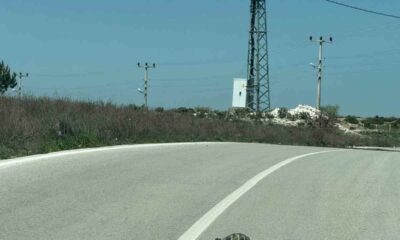 Kaplumbağalara karşı sürücüler uyarıldı