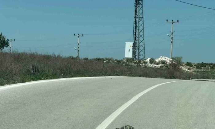 Kaplumbağalara karşı sürücüler uyarıldı
