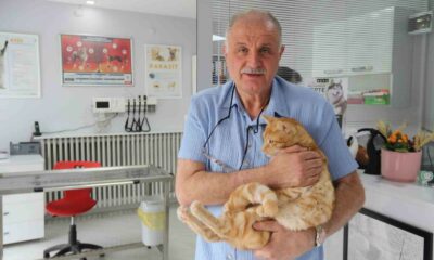 Kedisini veterinere yetiştirmeye çalışırken trafik cezası yedi, itiraz etti