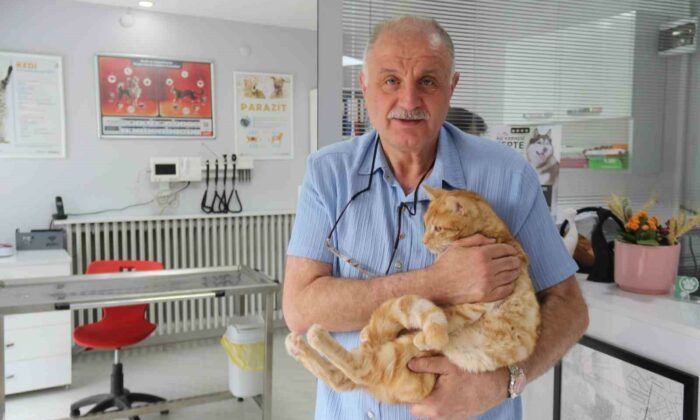 Kedisini veterinere yetiştirmeye çalışırken trafik cezası yedi, itiraz etti