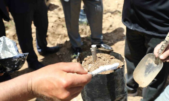 Ceviz üretiminde verim artışı için Günyüzü’nde aşı çalışması başlatıldı