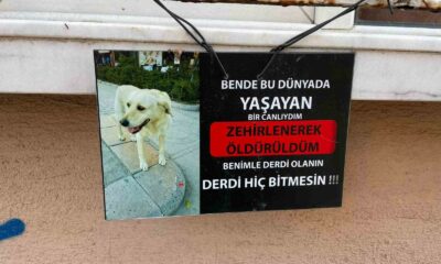 Zehirlendiği iddia edilen köpeğin fotoğrafıyla asılan not göze çarptı