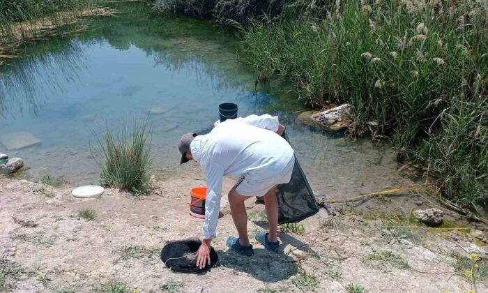 (ÖZEL) Tarihi hamam kalıntıları arasındaki süs balıklarını kaçak avlayanlara suç üstü