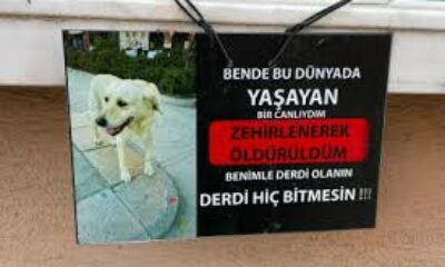 Zehirlendiği iddia edilen köpeğin fotoğrafıyla asılan not göze çarptı