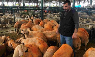 Turuncu renkli Sivas Kangal kuzuları hem renkleri hem de lezzetleriyle dikkat çekiyor