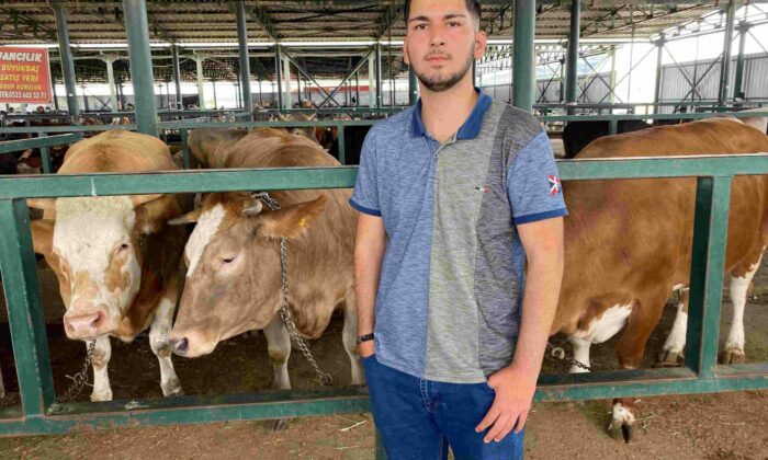 Eskişehir Hayvan Pazarı’nın 750 kiloluk düveleri
