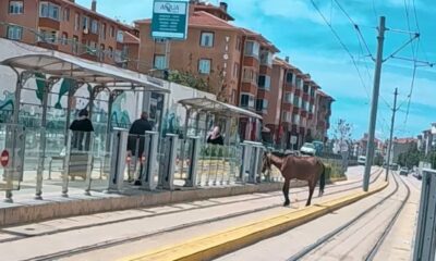 Tramvay rayları üzerindeki başı boş at şaşırttı