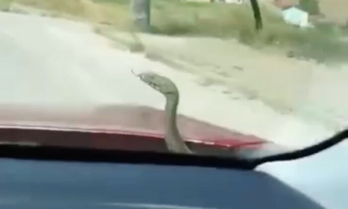 ‘Aracın kaputundan çıkan yılan’ şaşkınlığı