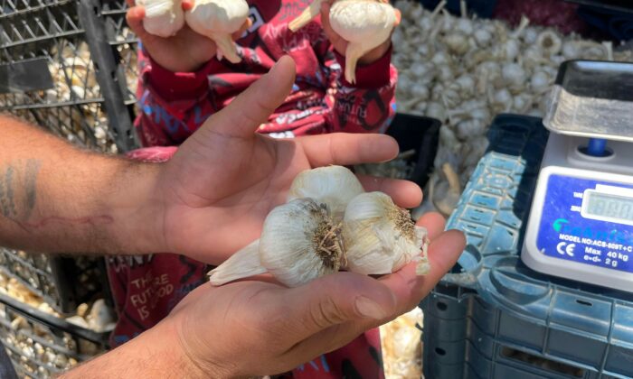 Ekmek parasını kazanmak için binlerce kilometre yol gezdiler