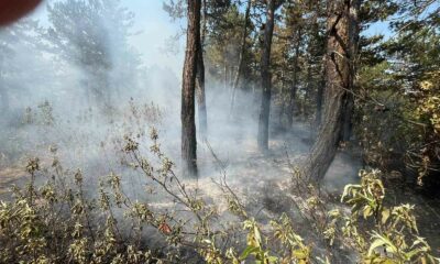 Ormanlık alandaki örtü yangını büyümeden söndürüldü